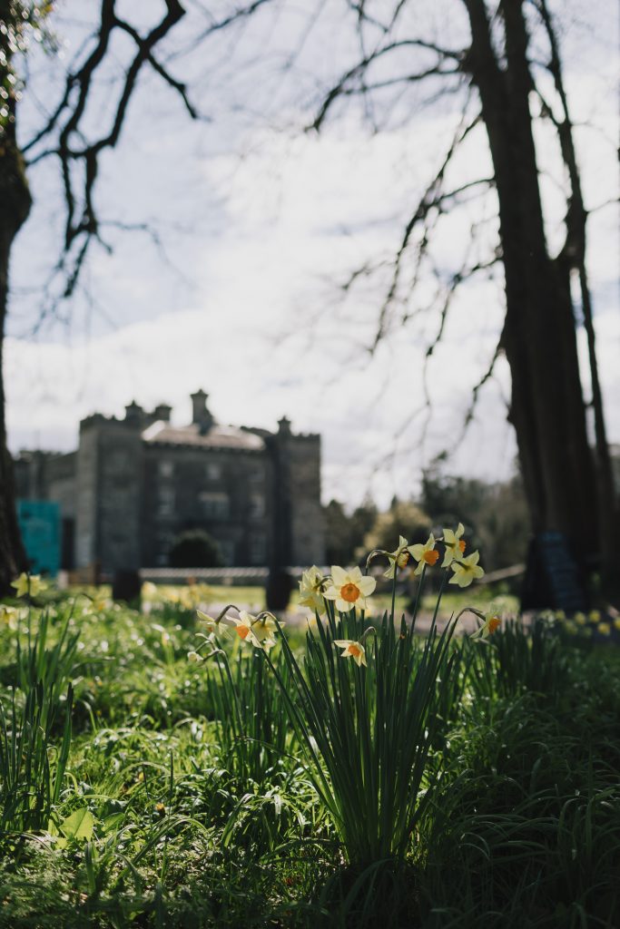 Daffodills blooming in front of Slane Castle on a cloudy day
